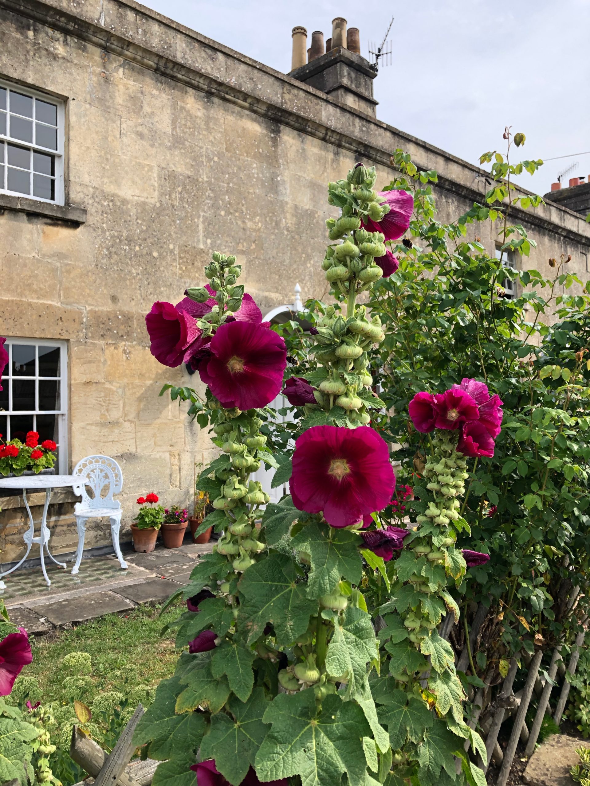 Alcea rosea 'Indian Spring' Hollyhock