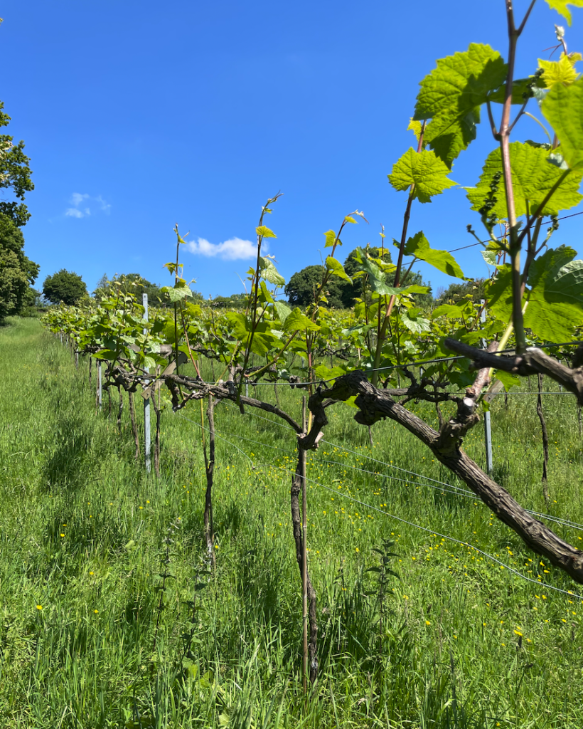 Limeburn Hill vines, Photo by JFPenn (June 2024)