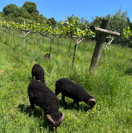 Ouesson sheep at Limeburn Hill vineyard, June 2024
