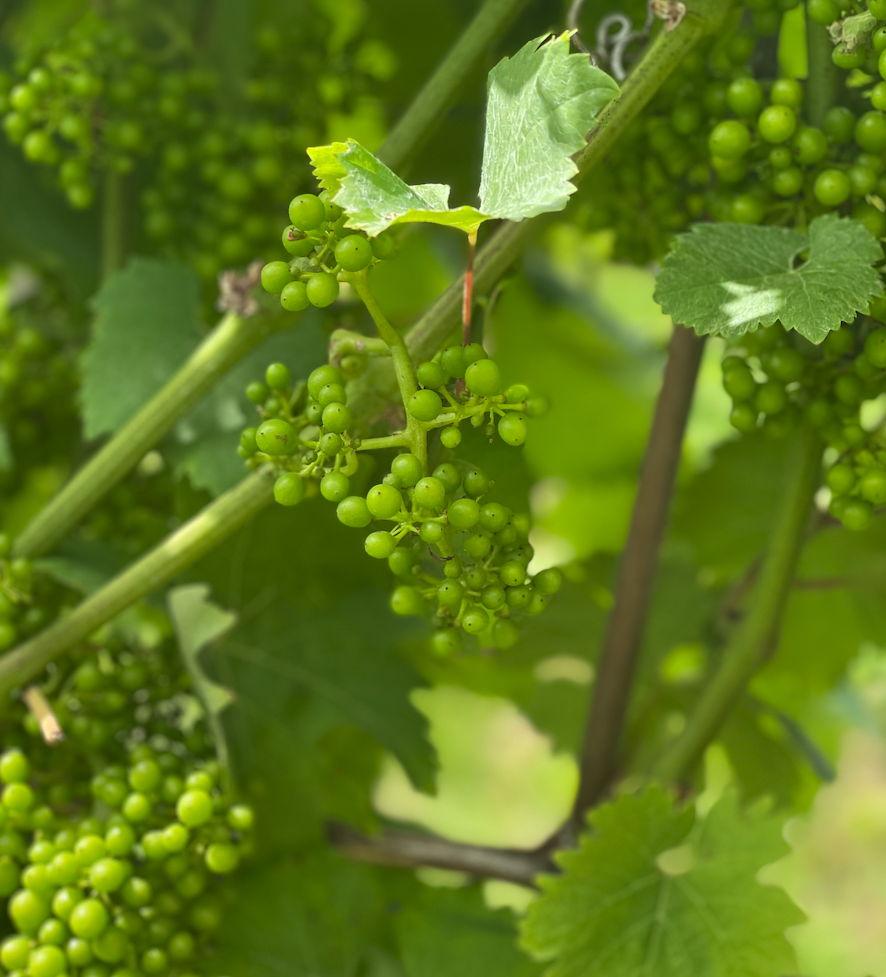 Grapes at Woodchester Valley, July 2024